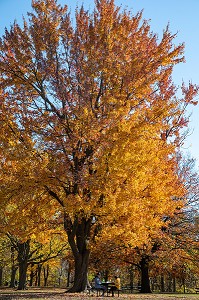 PIQUE-NIQUE SUR UNE TABLE SOUS UN ARBRE, PARC DU MONT-ROYAL AUX COULEURS D'AUTOMNE, MONTREAL, QUEBEC, CANADA 