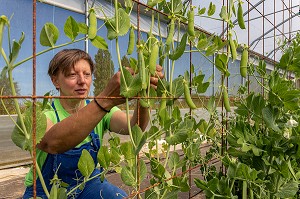 CHRISTELLE MARAICHERE DE TERRE FERME, RECOLTE SES PETITS POIS, CHERONVILLIERS, EURE, NORMANDIE, FRANCE, EUROPE 