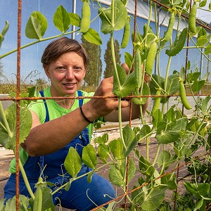 CHRISTELLE MARAICHERE DE TERRE FERME, RECOLTE SES PETITS POIS, CHERONVILLIERS, EURE, NORMANDIE, FRANCE, EUROPE 