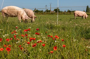 FERME BIO D'ELEVAGE DE PORC ET DE VOLAILLE, GAEC BIO DES LYRE, BENOIT ODILE ET PHILIPPE DORCHIE, LA VIEILLE LYRE, EURE, NORMANDIE, FRANCE, EUROPE 