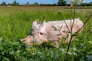 FERME BIO D'ELEVAGE DE PORC ET DE VOLAILLE, GAEC BIO DES LYRE, BENOIT ODILE ET PHILIPPE DORCHIE, LA VIEILLE LYRE, EURE, NORMANDIE, FRANCE, EUROPE 