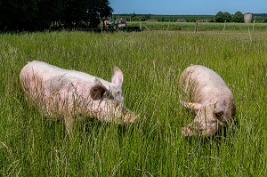 FERME BIO D'ELEVAGE DE PORC ET DE VOLAILLE, GAEC BIO DES LYRE, BENOIT ODILE ET PHILIPPE DORCHIE, LA VIEILLE LYRE, EURE, NORMANDIE, FRANCE, EUROPE 