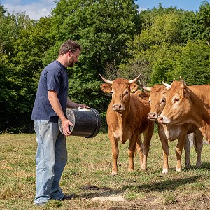 XAVIER CARRE ELEVEUR DE VACHES LIMOUSINES, LES BOTTEREAUX, EURE, NORMANDIE, FRANCE, EUROPE 