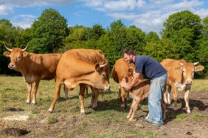 XAVIER CARRE ELEVEUR DE VACHES LIMOUSINES, LES BOTTEREAUX, EURE, NORMANDIE, FRANCE, EUROPE 