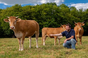 XAVIER CARRE ELEVEUR DE VACHES LIMOUSINES, LES BOTTEREAUX, EURE, NORMANDIE, FRANCE, EUROPE 