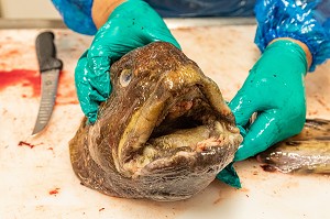 POISSONNIER EN TRAIN DE DECOUPER DU LOUP TACHETE, ESPECE EN VOIX DE DISPARITION, MARCHE DE POISSONS, SISIMIUT, GROENLAND, DANEMARK 