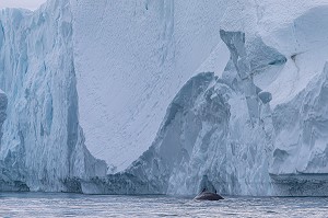 BALEINES DEVANT LES ICEBERGS DU FJORD DE GLACE DE SERMERMIUT, ILULISSAT GROENLAND, DANEMARK 