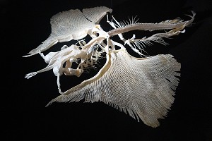 SQUELETTE DE RAIE, CARTILAGE AVEC DES AILES POUR VOLER DANS L'EAU, MUSEUM D'HISTOIRE NATURELLE DE BOURGES, CHER, FRANCE 