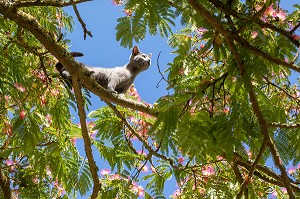 CHATON DANS UN ARBRE, ALBISIA EN FLEURS, CHASSE AUX OISEAUX, RUGLES, FRANCE 