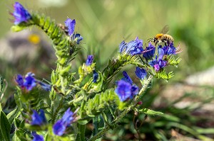 BOURDON QUI BUTINE DES FLEURS DES CHAMPS, AUBUSSON, CREUSE, FRANCE 