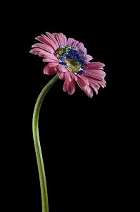 ECLOSION DE LA TERRE DANS LE COEUR D'UNE FLEUR, ILLUSTRATION DE LA RENAISSANCE DE LA PLANETE, EXPOSITION PHOTOGRAPHIQUE ‘TERRE FRAGILE’ MONTRANT L’IMPACT DE L’HOMME SUR LA PLANETE, FRANCE, MONDE 