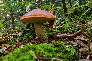 BOLET ORANGE COMESTIBLE DANS LA MOUSSE EN SOUS-BOIS, FORET DE CONCHES, NORMANDIE, FRANCE 