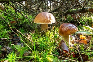 CEPES DE BORDEAUX DANS LA MOUSSE EN SOUS-BOIS, FORET DE CONCHES, NORMANDIE, FRANCE 