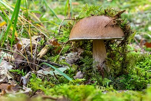 CEPES DE BORDEAUX DANS LA MOUSSE EN SOUS-BOIS, FORET DE CONCHES, NORMANDIE, FRANCE 