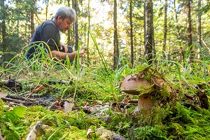 CUEILLETTE DES CEPES DE BORDEAUX DANS LA MOUSSE EN SOUS-BOIS, FORET DE CONCHES, NORMANDIE, FRANCE 