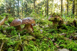 CEPES DE BORDEAUX APPELE AUSSI TETE DE NEGRE OU BOUCHON DE CHAMPAGNE DANS LA MOUSSE EN SOUS-BOIS, FORET DE CONCHES, NORMANDIE, FRANCE 