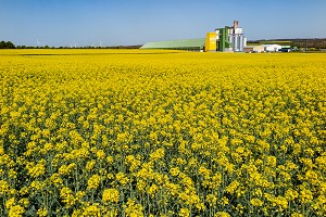 COOPERATIVE AGRICOLE DE TONNAY-BOUTONNE DEVANT UN CHAMP DE COLZA EN FLEUR, CHARENTE-MARITIME (17), FRANCE 