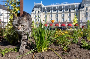 CHAT DANS LES JARDINS DU CASINO DEVANT LE GRAND HOTEL, CABOURG, CALVADOS, NORMANDIE, FRANCE 