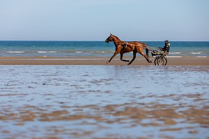 ENTRAINEMENT DES CHEVAUX DE COURSES ATTELEES SUR LA PLAGE DE CABOURG, CALVADOS, NORMANDIE, FRANCE 