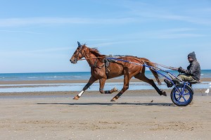 ENTRAINEMENT DES CHEVAUX DE COURSES ATTELEES SUR LA PLAGE DE CABOURG, CALVADOS, NORMANDIE, FRANCE 