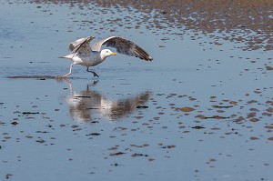 MOUETTE AU DECOLLAGE SUR LA PLAGE DE CABOURG, CALVADOS, NORMANDIE, FRANCE 