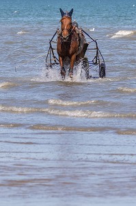 ENTRAINEMENT DES CHEVAUX DE COURSES ATTELEES SUR LA PLAGE DE CABOURG, CALVADOS, NORMANDIE, FRANCE 