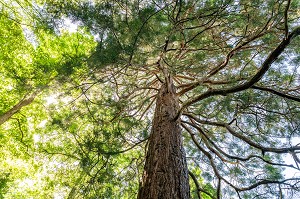 SEQUOIA GEANT JARDIN DES PLANTES, CAEN, CALVADOS, NORMANDIE, FRANCE 