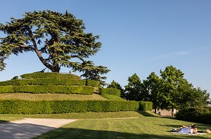 COUPLE D'AMOUREUX DEVANT LE CEDRE DU LIBAN SUR SON TERTRE PLANTE EN 1849, PARC MICHEL D'ORNANO, CAEN, CALVADOS, NORMANDIE, FRANCE 