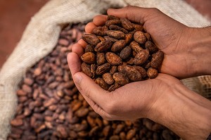 FEVES DE CACAO DANS LA MAIN, CHOCOLATERIE CLUIZEL, DAMVILLE, MESNIL-SUR-ITON, EURE, NORMANDIE, FRANCE 