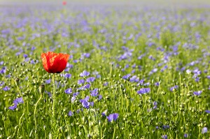 CHAMP DE LIN EN FLEUR, RUGLES, EURE, NORMANDIE, FRANCE 