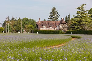 CHAMP DE LIN EN FLEUR, RUGLES, EURE, NORMANDIE, FRANCE 