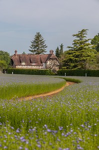 CHAMP DE LIN EN FLEUR, RUGLES, EURE, NORMANDIE, FRANCE 