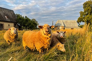 TROUPEAU DE MOUTONS DEVANT LA FERME, RUGLES, NORMANDIE, FRANCE 