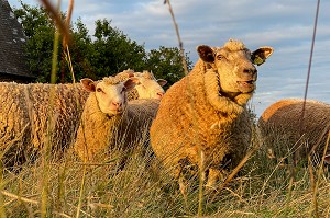 TROUPEAU DE MOUTONS DEVANT LA FERME, RUGLES, NORMANDIE, FRANCE 