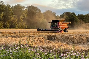 MOISSON DU BLE EN FIN D'APRES-MIDI DANS LA CAMPAGNE NORMANDE, RUGLES, NORMANDIE, FRANCE 