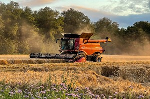 MOISSON DU BLE EN FIN D'APRES-MIDI DANS LA CAMPAGNE NORMANDE, RUGLES, NORMANDIE, FRANCE 