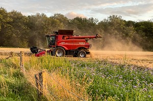 MOISSON DU BLE EN FIN D'APRES-MIDI DANS LA CAMPAGNE NORMANDE, RUGLES, NORMANDIE, FRANCE 