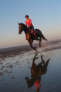 ENTRAINEMENT DES CHEVAUX DE COMPETITION SUR LA PLAGE DE CABOURG, COTE FLEURIE, CALVADOS, NORMANDIE, FRANCE 