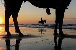 ENTRAINEMENT DES CHEVAUX DE COMPETITION SUR LA PLAGE DE CABOURG, COTE FLEURIE, CALVADOS, NORMANDIE, FRANCE 