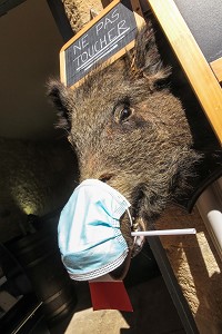 SANGLIER NE PAS TOUCHER AVEC SON MASQUE SANITAIRE, HUMOUR DU COMMERCANT DU PERIGORD, FRANCE 