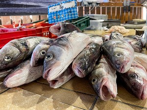 BARS SAUVAGES (LOUP DE MER) PECHE AU CHALUT, CRIEE DE DIVES-SUR-MER, CALVADOS, NORMANDIE, FRANCE 