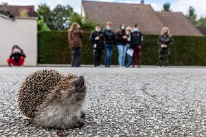 DES JEUNES ETUDIANTS REGARDENT UN HERISSON ECRASE PAR UNE VOITURE SUR LA ROUTE, RUGLES, EURE, NORMANDIE, FRANCE 