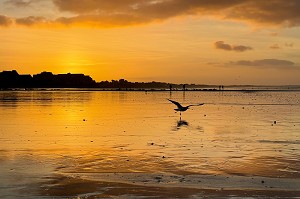 COUCHER DE SOLEIL SUR LA PLAGE DE CABOURG, CALVADOS, NORMANDIE, FRANCE 