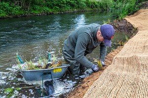 AMENAGEMENT DES BERGES DE LA RISLE, PLANTATION DE PLANTES AQUATIQUES POUR RENFORCER LES RIVES, LA VIEILLE-LYRE, EURE, NORMANDIE, FRANCE 