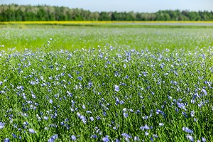 CHAMPS DE LIN EN FLEURS AUX COULEURS BLEU, RUGLES, EURE, NORMANDIE FRANCE 