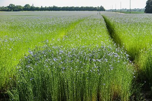 CHAMPS DE LIN EN FLEURS AUX COULEURS BLEU, RUGLES, EURE, NORMANDIE FRANCE 