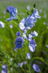 CHAMPS DE LIN EN FLEURS AUX COULEURS BLEU, RUGLES, EURE, NORMANDIE FRANCE 