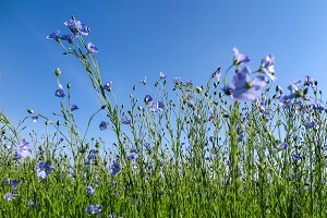 CHAMPS DE LIN EN FLEURS AUX COULEURS BLEU, RUGLES, EURE, NORMANDIE FRANCE 