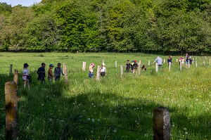 ELEVES DE CLASSE ELEMENTAIRE EN DECOUVERTE DE LA NATURE, FAUNE ET FLORE DE LA CAMPAGNE, BOURTH, EURE, NORMANDIE, FRANCE 