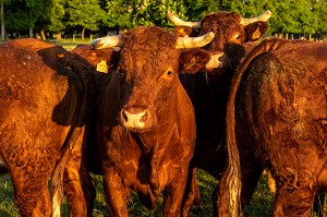 TROUPEAU DE VACHES DE RACE SALERS, RUGLES, NORMANDIE, FRANCE 